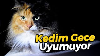 KEDİM GECE UYUMUYOR?  (Kedileri Gece Uyutacak Yöntemler)