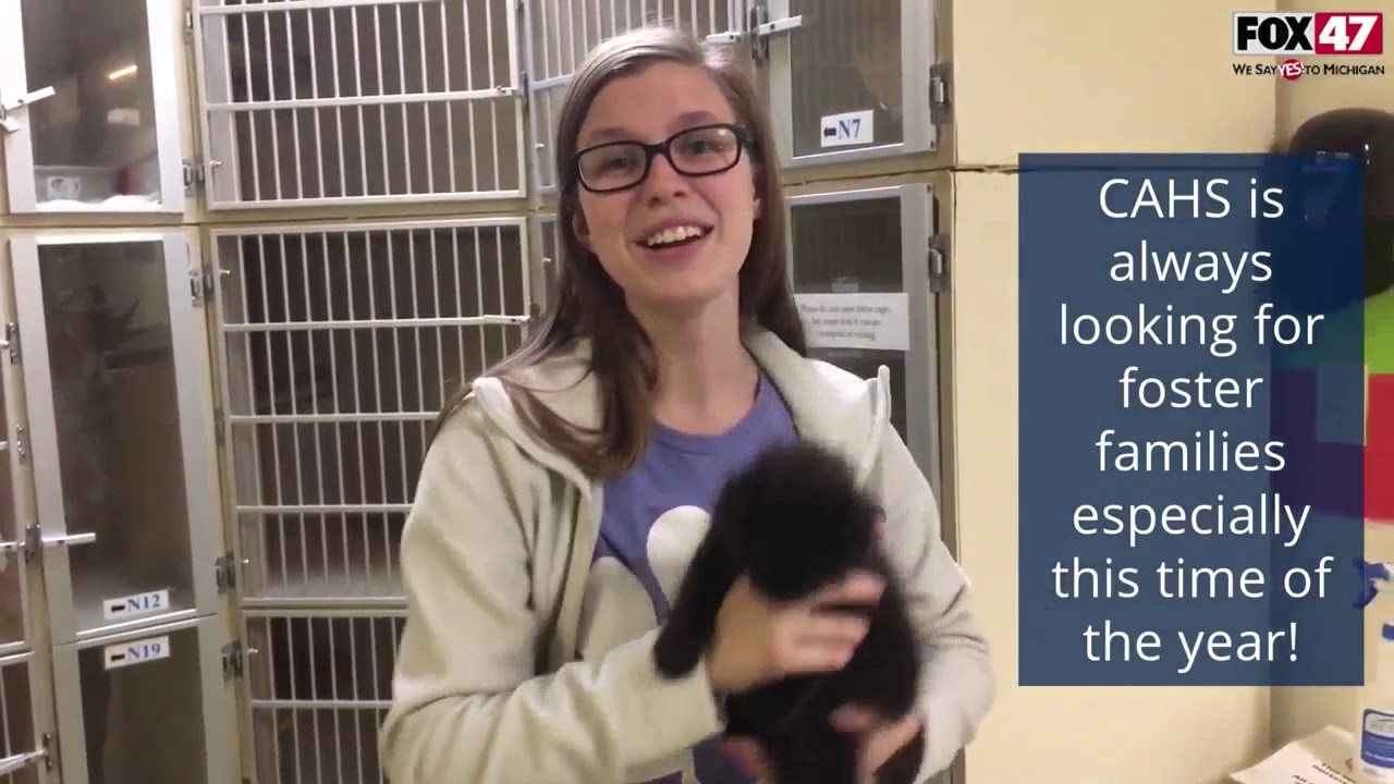 FOX Finders Pet Finder - Meet Jack