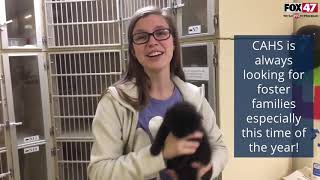 FOX Finders Pet Finder - Meet Jack