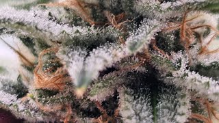 Middle of Flower - Week 4-6 - Fat Bastard by Blimburn Seeds