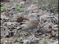 Дрозды рябинники ( Turdus pilaris) кормятся дождевыми червями в городском парке Москвы.