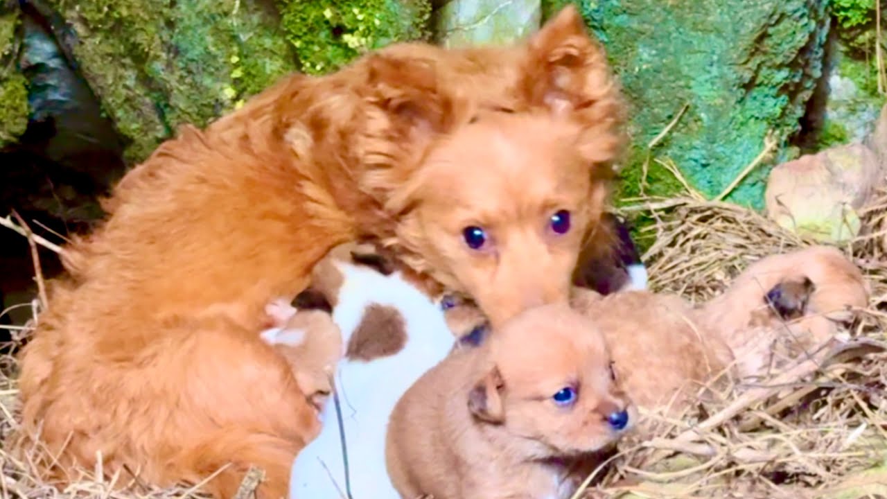 В горах я случайно встретил собаку-маму 🐕, и она привела меня к своим щенкам ❤️