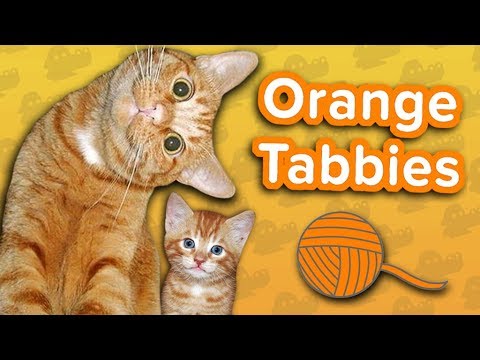 orange-tabbies-are-awesome!-//-funny-animal-compilation