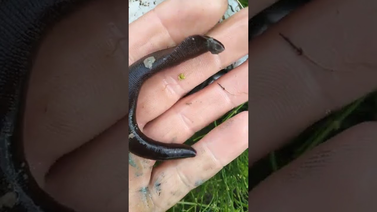 asa arata pamintul in care gasiti lipitori de pamint pentru somn.