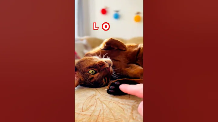 Video 11845071: abyssinian cat cutecat, abyssinian cats love, cats abyssinian beauty, abyssinian catlover