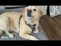 Embark Adventure Dog Harness Showcase // Dog Harness Instructions