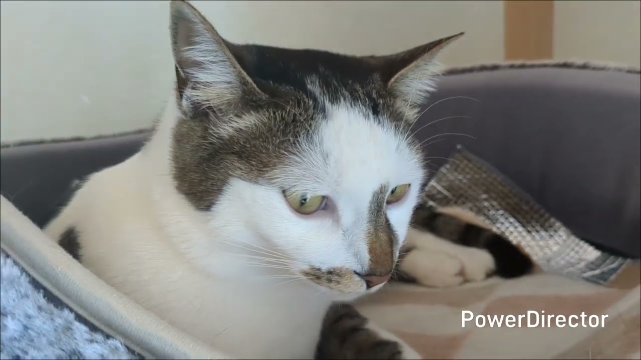 朝寝のニャア７