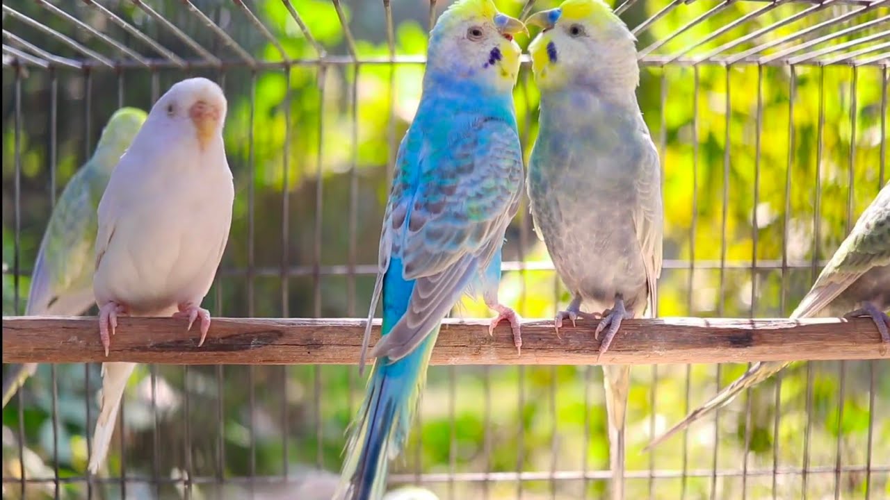 2026 of Happy Budgie Sounds to Cheer Up Your Sad Budgies 🌿🐦