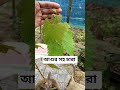 ফুল সহ আগুর এর চারা নিতে যোগাযোগ করুন  ০১৭৪০৪১৪৪৩৫ #grape #farming #grapenation