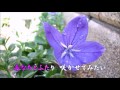 「しあわせの花」カラオケ・オリジナル歌手・石原詢子