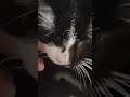 nice kitty