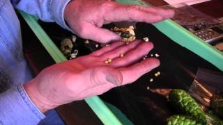 CALLA LILY SEED REMOVAL - WHAT TO DO NEXT screenshot 4