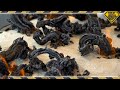 Fire Snake Experiment! TKOR Dives Into How To Make Black Carbon Fire Snakes