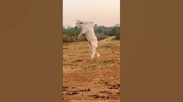 Racer Bull Youtubeshorts Shortvideo Viral 