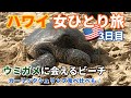 【ハワイVlog3日目】アラフォー女の一人旅／オアフ島・ワイキキ観光／ガーリックシュリンプ食べ比べ／ウミガメ／ノースショア・ハレイワ