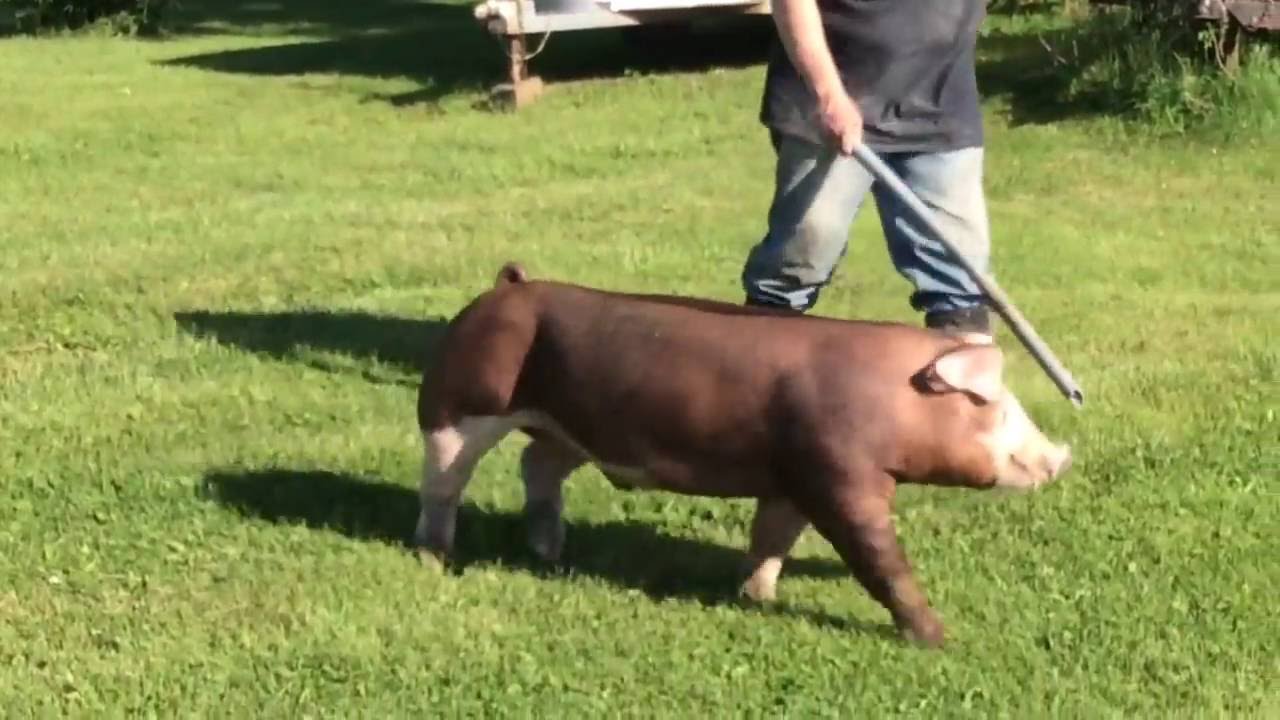 Hereford Boar Prospect Doug E. Fresh X Family Guy 29 YouTube