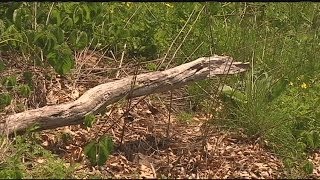 Tornado-damaged forests will take decades to heal