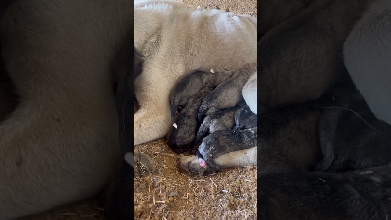 Bebekleri ile bir kutunun içinde çöpe atılan anne 🥲bebekler açlıktan ağlıyorlar izlermisinzi