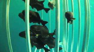 Famous Barrelfish in shark cage Profile