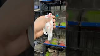 #ibbirdsofficial #white #java #petslovers