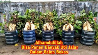 Cara menanam ubi jalar dan isinya besar lagi banyak meski ditanam didalam galon bekas.