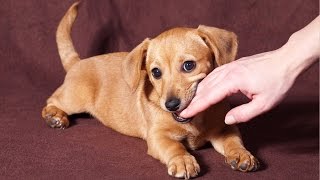 How To Stop a Puppy From Biting in 6 Easy Steps