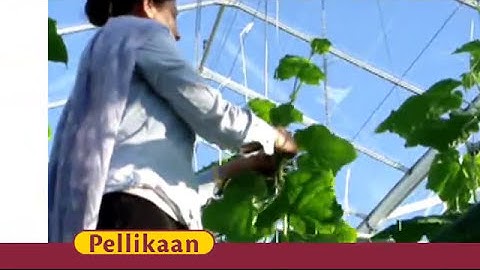 Qlipr - lower the plants