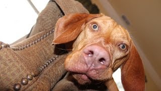 Vizsla entertained by a Laser Pointer screenshot 5