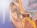 Anatomy and Physiology of Hearing