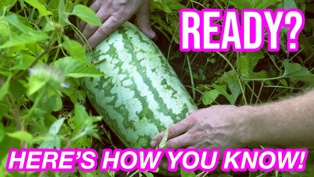 How can you tell when a watermelon is ready to pick? (4 tips in less than two minutes!)
