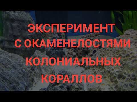Эксперимент с окаменелостями колониальных кораллов.
