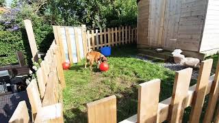 10 minutes of Layla the Boxer Dogs antics by Layla the Boxer Dog 6,183 views 3 years ago 10 minutes, 36 seconds