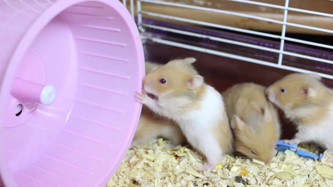 Бельчата: впервые в колесе