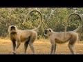 Real Wild Langur blog enjoy 
