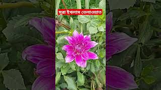 Download Lagu Surah ikhlas beautiful registration of Quran #quran #recitation #beautiful #religion #short #shorts MP3