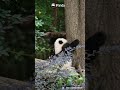 The Secret Tree-Climbing Talent Of The Panda | iPanda #shorts