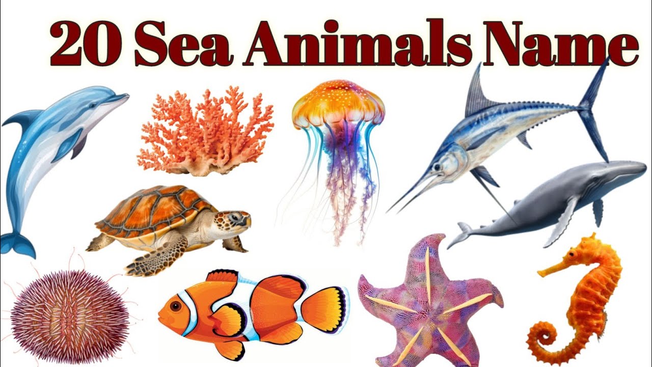 20 Sea Animals Name with Facts and Pictures /Water Animals Name For Kids 