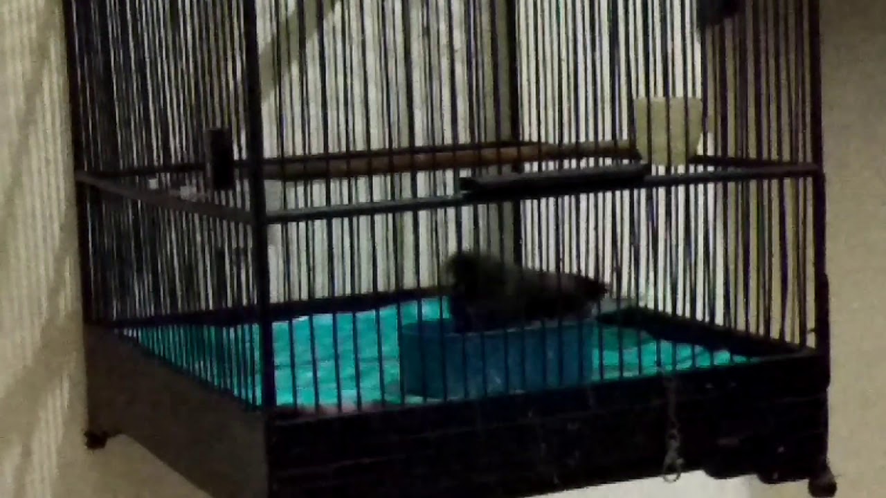 Burung jalak kebo lagi mandi untuk mengurangi birahi, ||Ryan01 