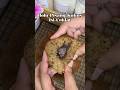 Bolu Pisang Kukus isi Coklat. Inps recipe : Chef Luvita Ho #bolu #bolupisangcoklat #bolupisang