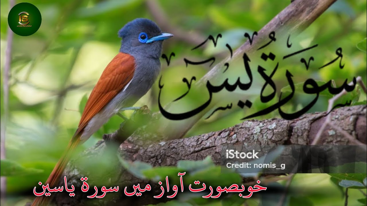 Surah yasin | Ep-0060 By Qari Abdul Asad With Arabic Text beauti recite