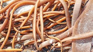 MOCHA,   IMÁGENES DE UN PARAÍSO