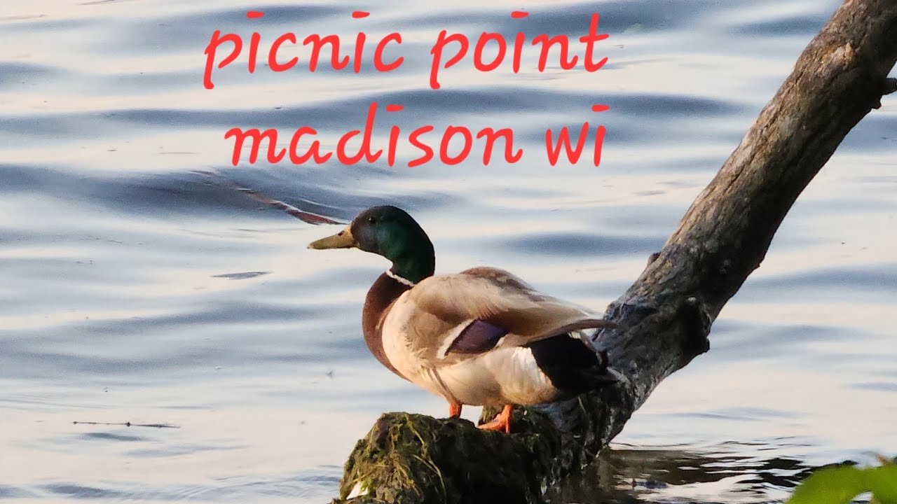 Hiking to Picnic point, UW Madison.