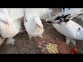 Fantail pigeon breeding cage fancy pigeon farm