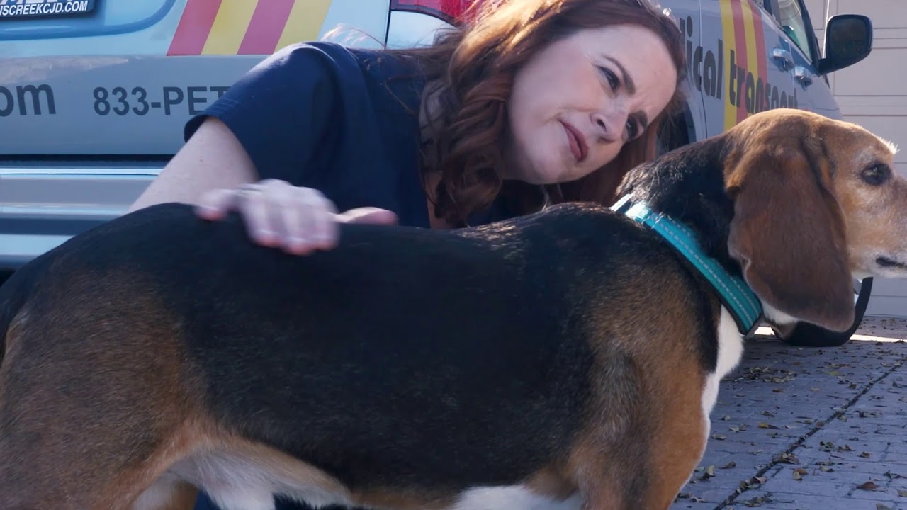 360 Pet Cab Pet Emergency Transportation Unit YouTube