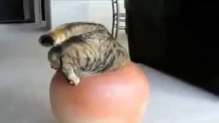 combo vine new Прикол с животными, подборка смешных котов!!!)))coub funny 2016