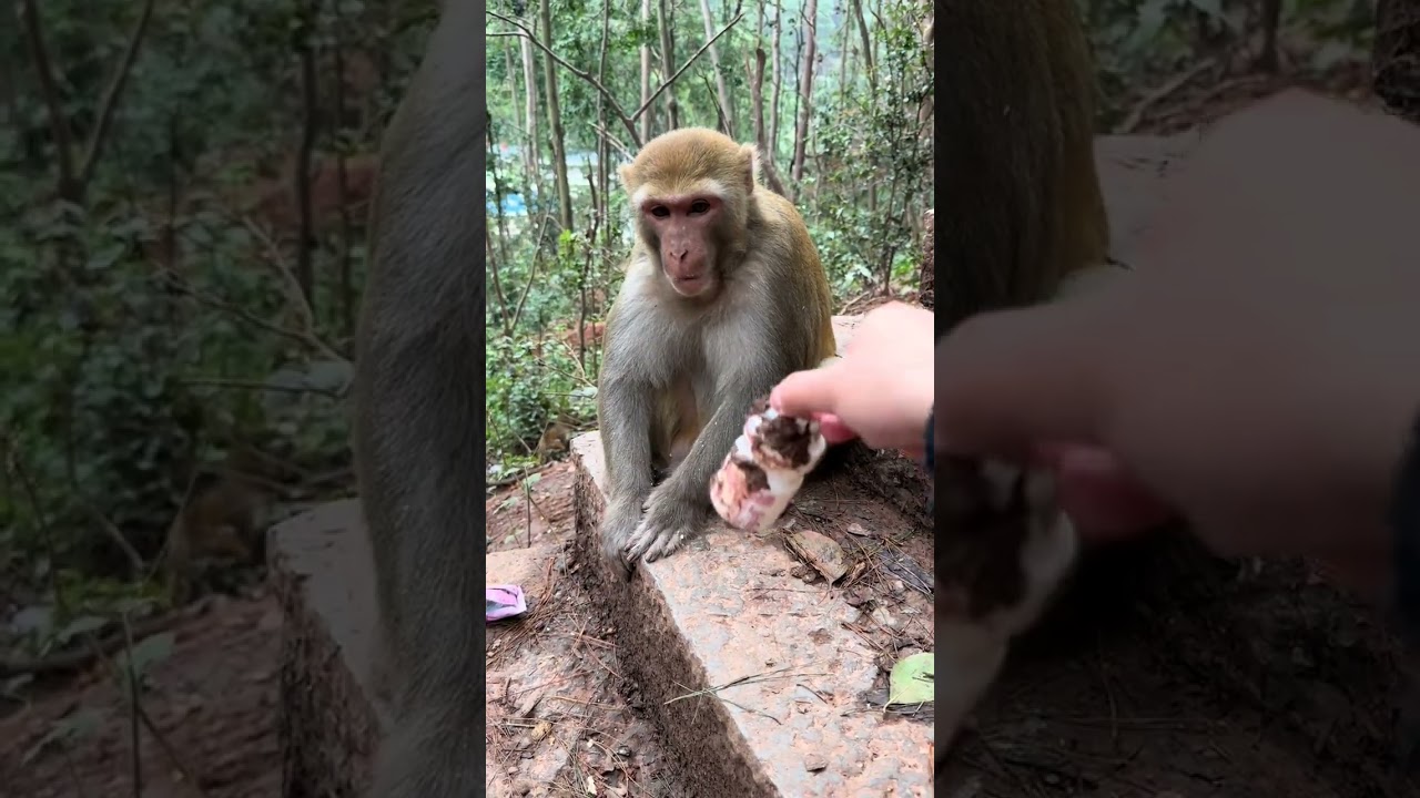 Мизофобная обезьяна-выражение обезьяны