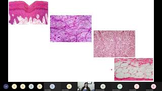Famous Lesson #7 (Part 1) - The Integumentary System Profile