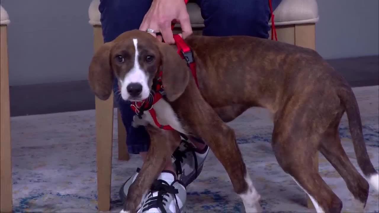 Specialty Veterinary Medicine Now Available at Vinton Vet