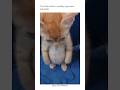 cutie belly kitten #cat #paws #cute #cutecat #kitten #animals #fyp #trending #viral #viralvideo