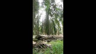 perjuangan anak rantau